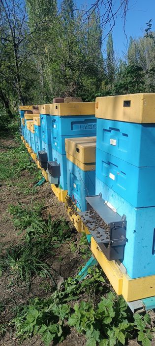 Пчелопакет (отводки)