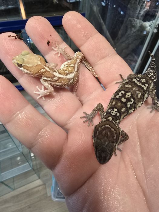 Pareodura picta / madagascar ground gecko