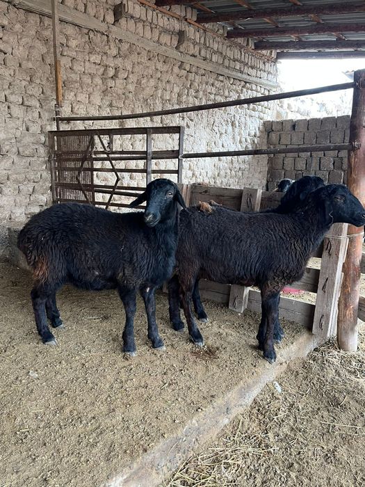 Семіз   қойлар . .