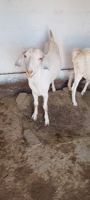 Козёл на породу.