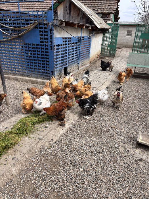 Vand oua brahma si motate