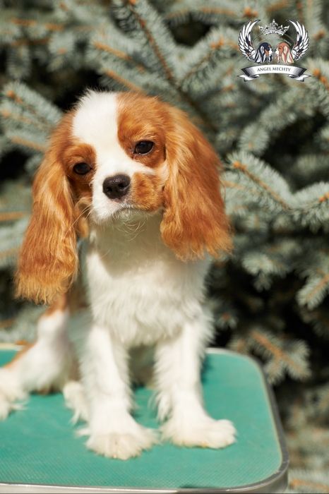 Кавалер Кинг Чарльз спаниель. Мальчик-5 месяцев.