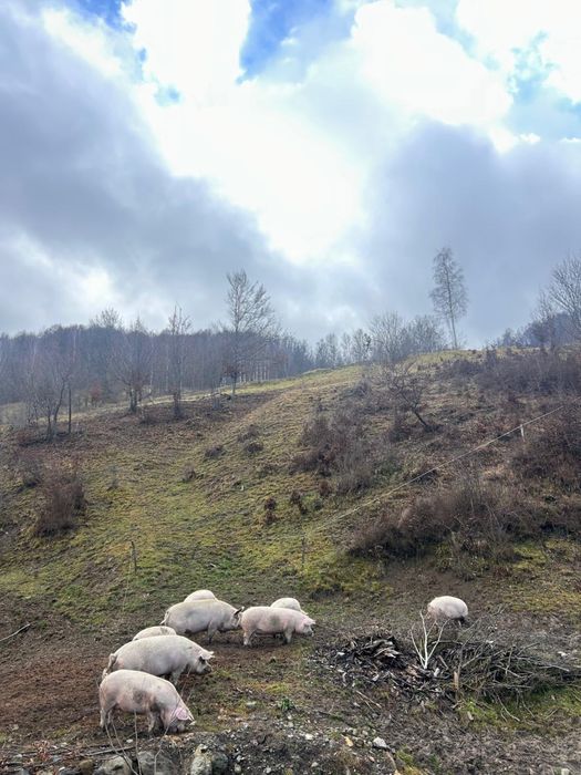 Vand virei crescuti bio