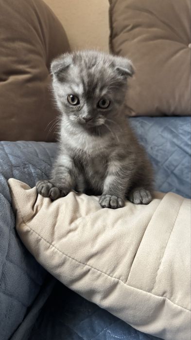 Продам котика британец