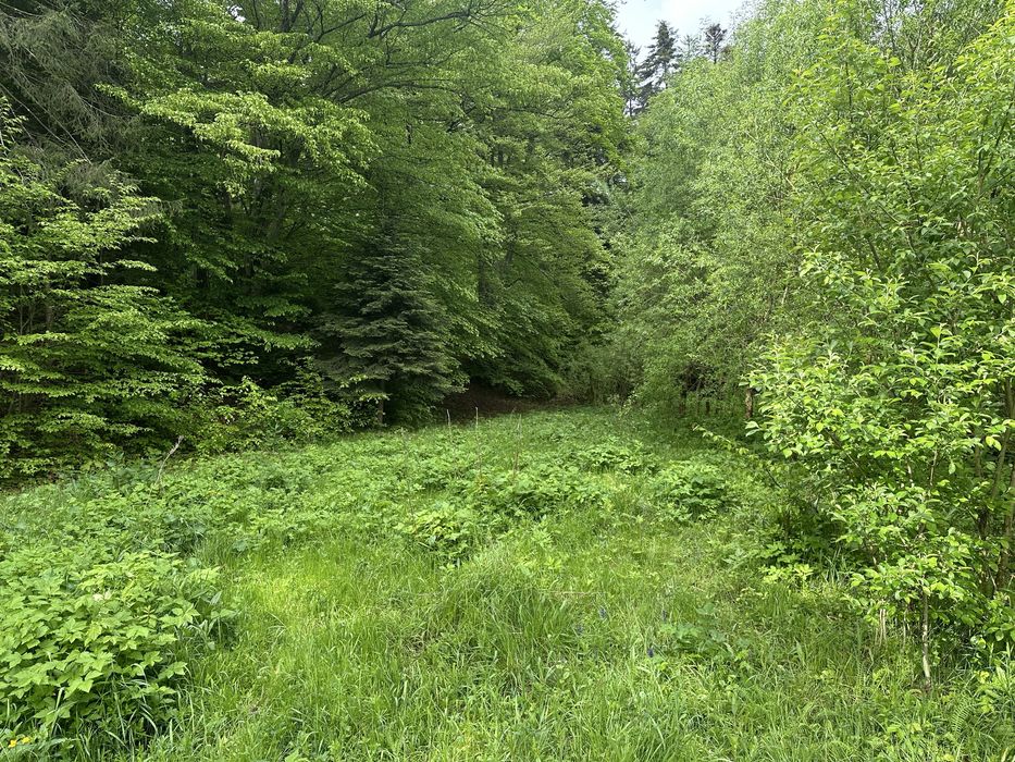 Vand teren extravilan zona usor accesibila zona Colonia Mina 1 Mai