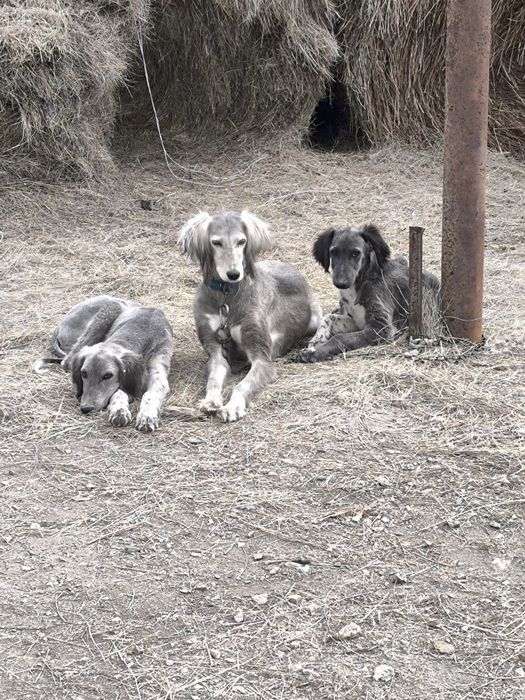 Кумай тазы! щенок!