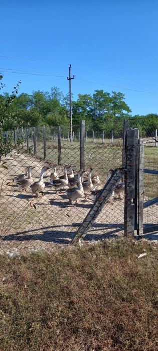 Gaste de anul acesta cauta alta casa