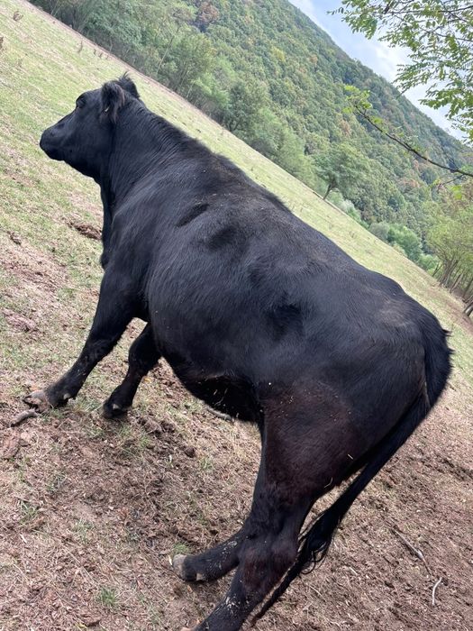 Vand doua Vițele angus