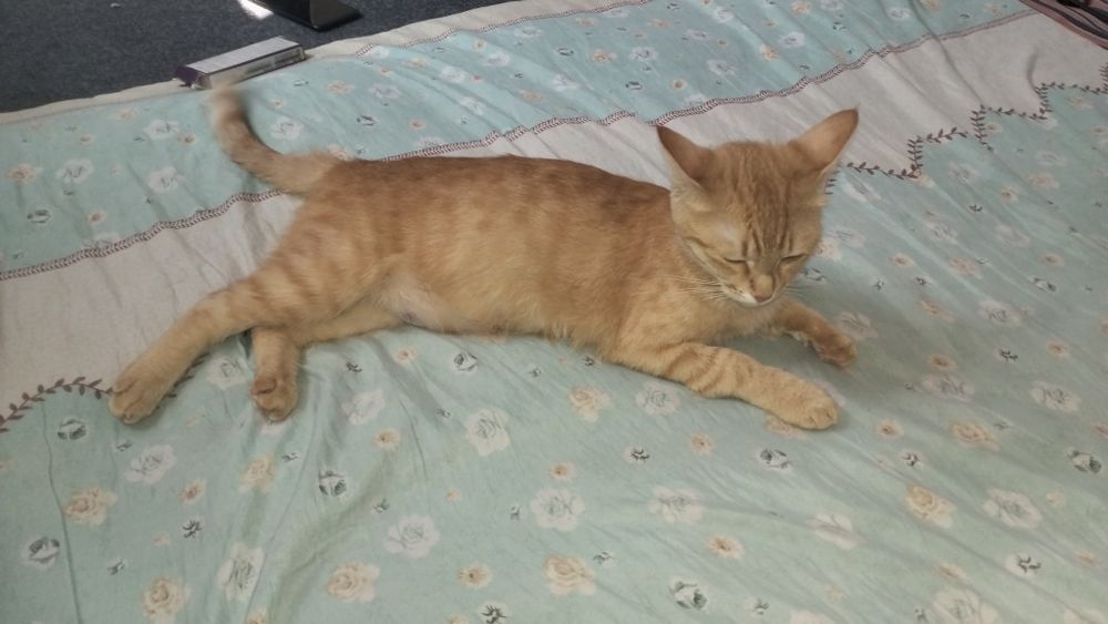 Mushuk sotiladi sirochni sotiladi