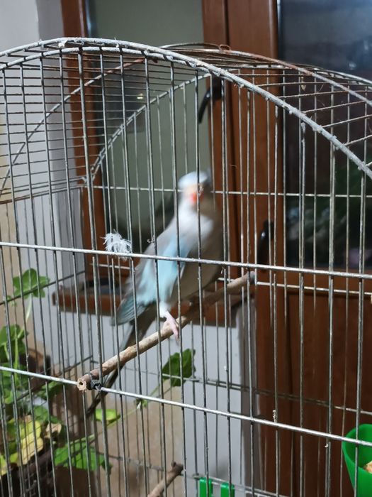 Женски принцов папагал Александрино и Женска пенантова розела