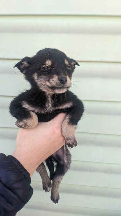 Крысоловы шустрые