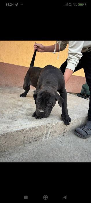 Cane corso de vanzare
