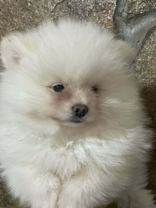 Малки  кученца- пумеран