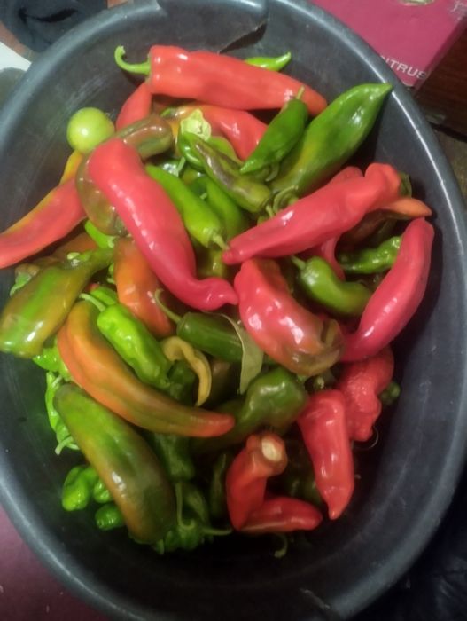 Продам горький перец
