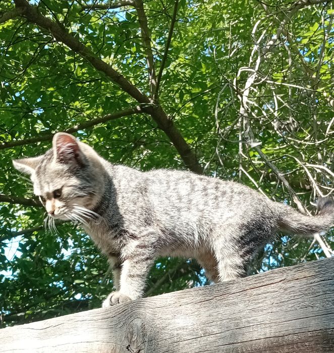 Кошечка в добрые руки.