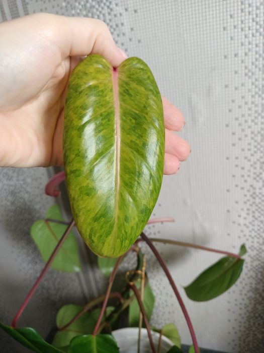 Цветы комнатные 500 тенге