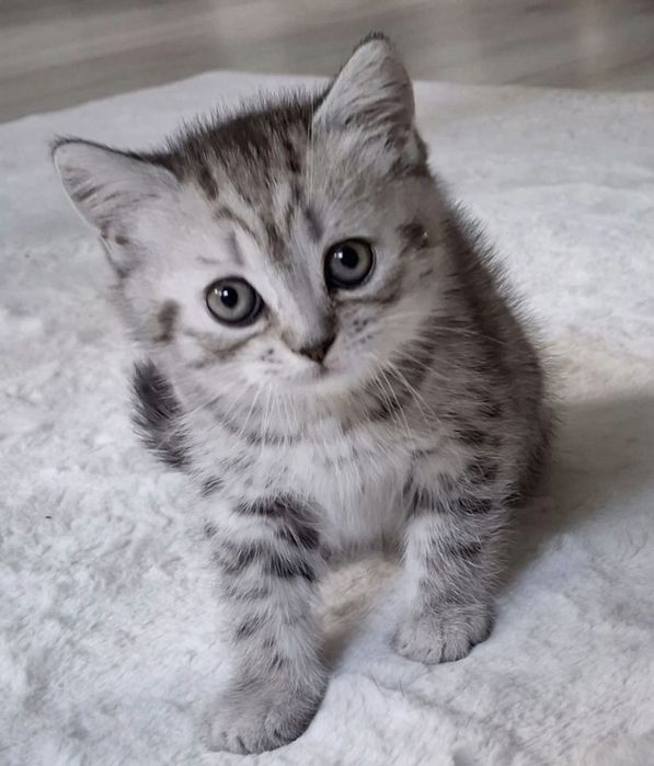American shorthair F