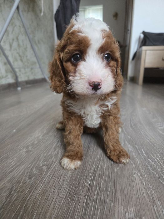 Пудел мини пудел