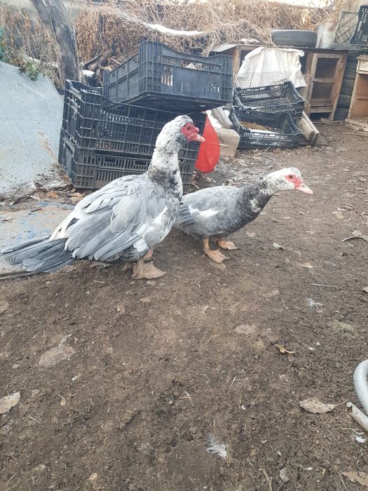 Продам  индауток