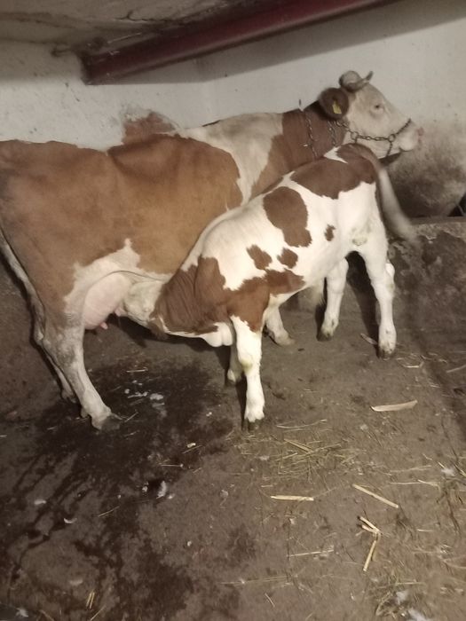 Vacă Bălțată de vânzare