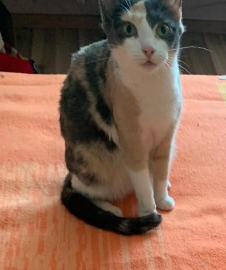 Отдам даром котят ,котов,кошек