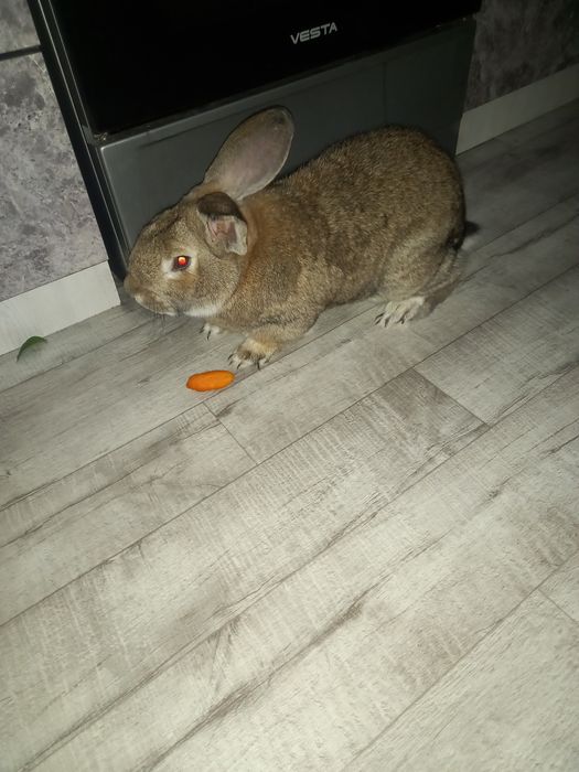 Фланр куйон эркак сотилади