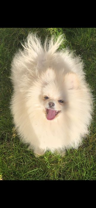 Три  момчета померани