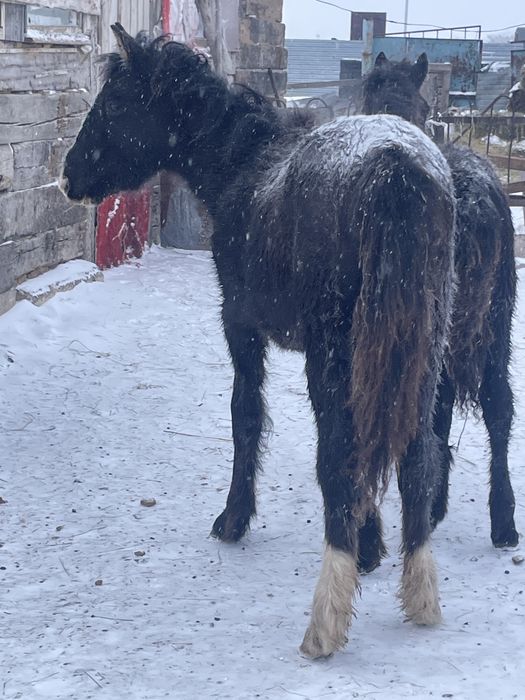 Продаются два жабагы мальчики