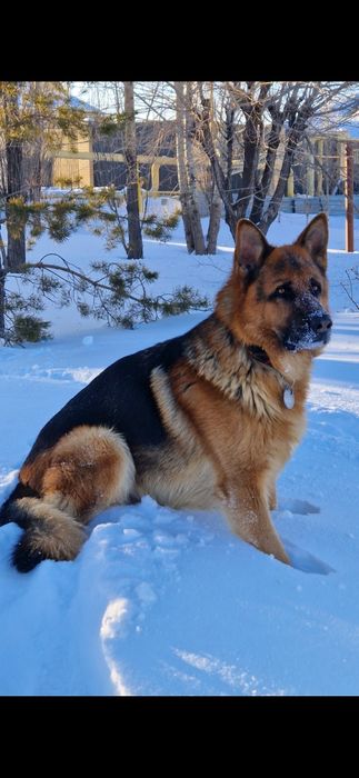 Кабель немецкой овчарки, вязка