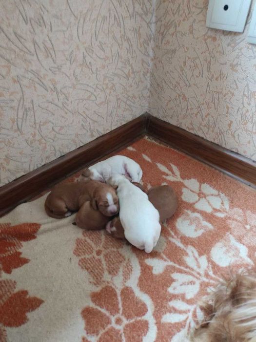 Английский коккер спаниель щенки окрыта бронь