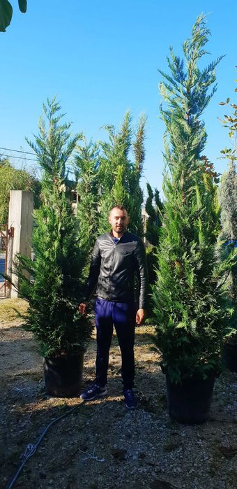 Cupresussocyparis Leylandii Plante Ornamentale
