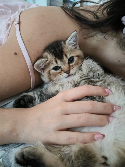 Британско късокосместо таби