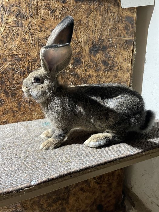 Pui urias gemran disponibil