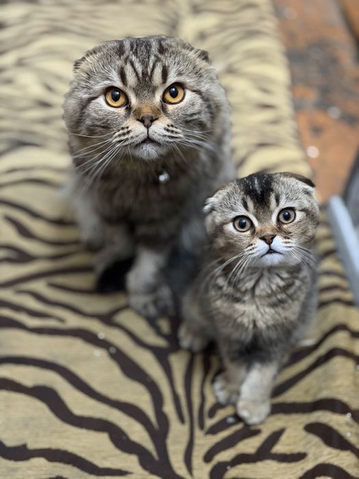 Потерялись кошки