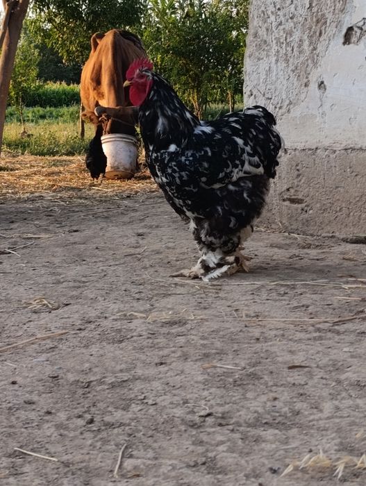 Koxinxin Gigant zotli xoʻroz sotiladi