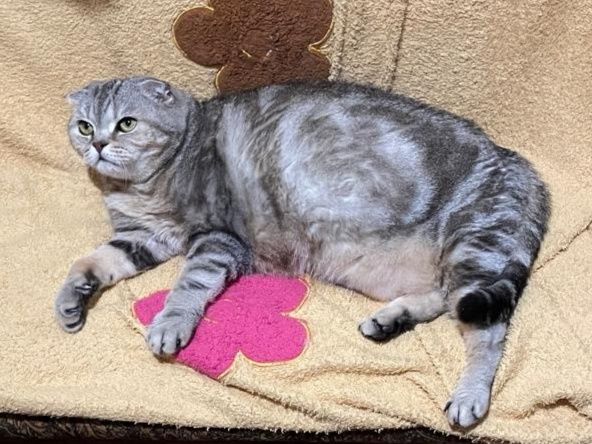 Шотландская кошечка вислоухая