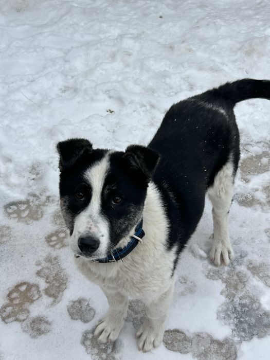 4 айлық алабай “ панда”