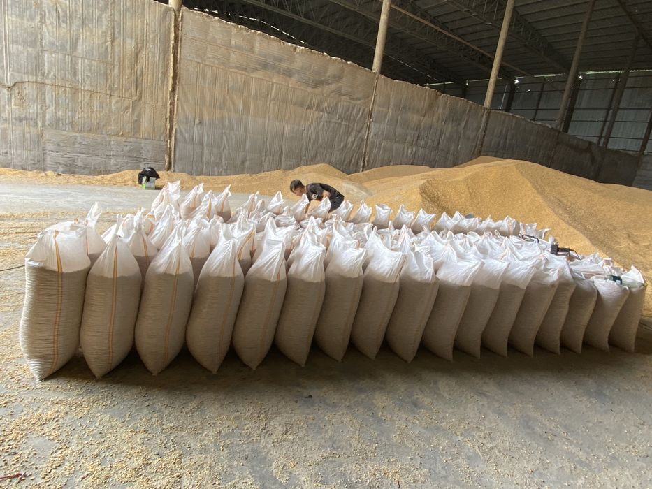 Vând porumb uscat gata pus in saci ofer si transport la domiciliu