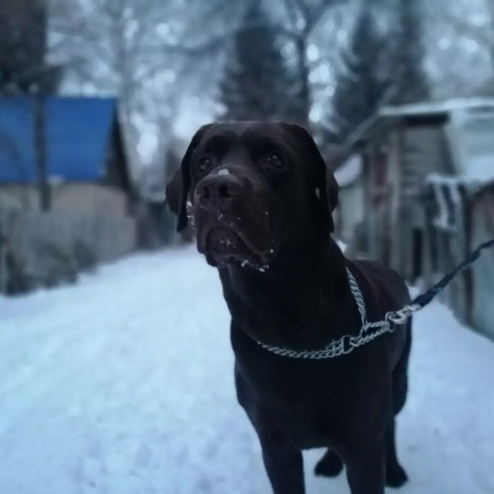 Предлогается кобель для вязки