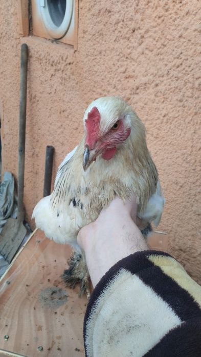 Куры петухи яйца