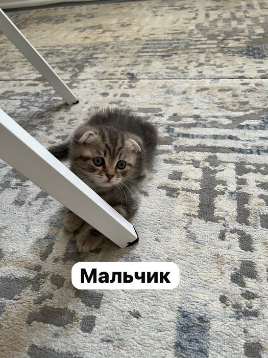 Кошка котёнок Котята