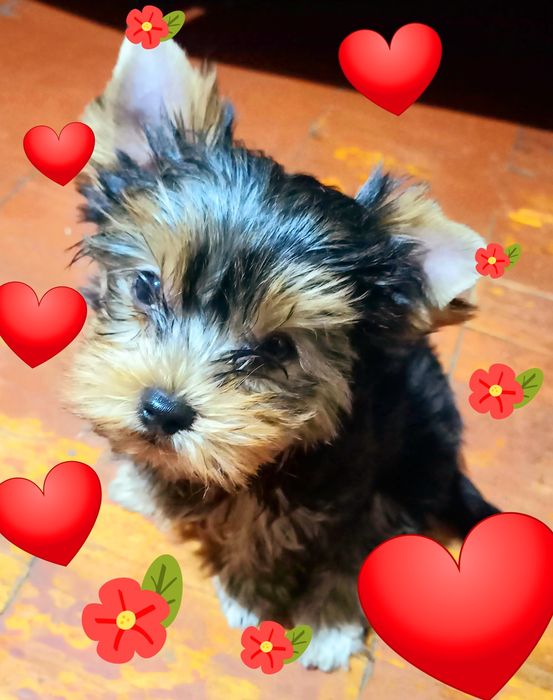Чудесная девочка- йоркширский терьер!