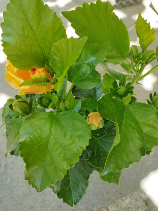 Китайски рози  различни цветове