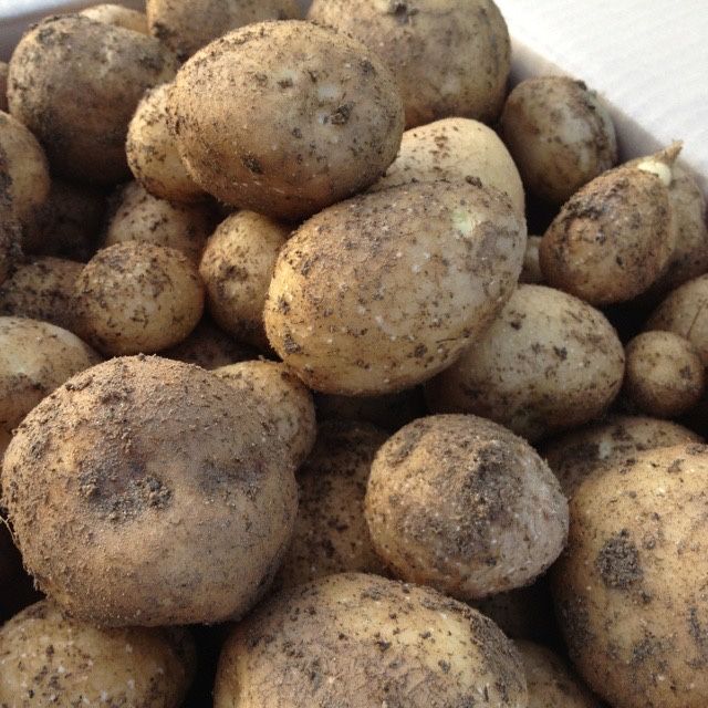 Продам домашнюю картошку