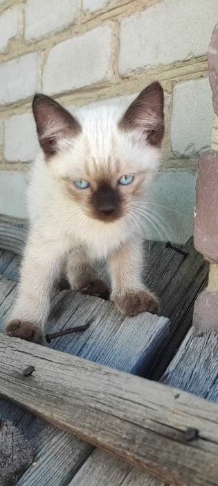 Отдам котят в добрые руки