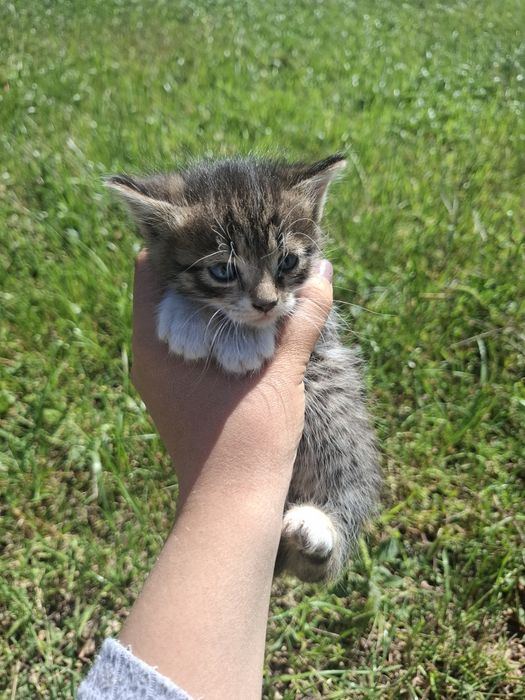 Отдам котят бесплатно