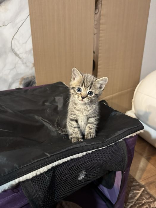 Британски късокосмести котенца