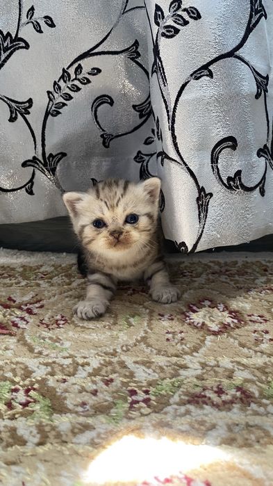 Котята скотиш страйт