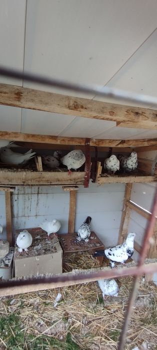 Голуби продаются