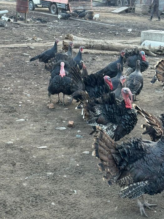 Индюк гибрид еты жаксы